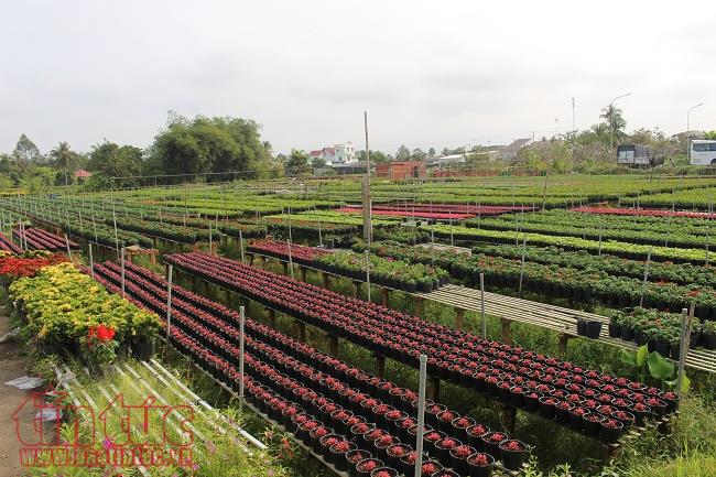 Làng hoa Sa Đéc rực rỡ sắc màu chuẩn bị thị trường Tết 2018 ảnh 6